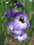 Gladiola / Gladiolus x hotulanus